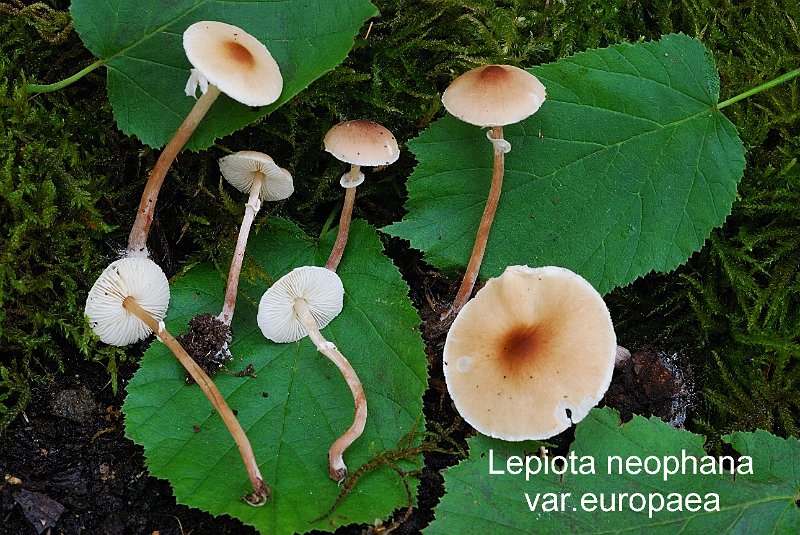 Lepiota neophana var.europaea-amf2055.jpg - Lepiota neophana var.europaea ; Nom français: Lépiote translucide